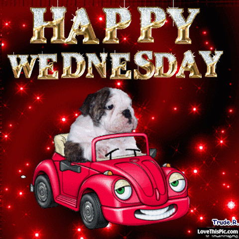 Digital art gif. A superimposed bulldog puppy riding inside a red personified smiling Volkswagen Beetle chugs along against a background of red sparkles. Text, "Happy Wednesday."