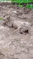 Viola The Dog Playing In The Mud Looks Like A Pig GIF by ViralHog