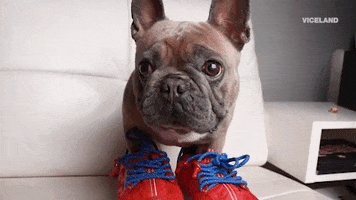 french bulldog wtf GIF by MOST EXPENSIVEST