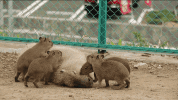 babies capybara GIF