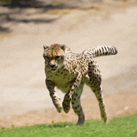 Cheetah-running GIFs - Get the best GIF on GIPHY
