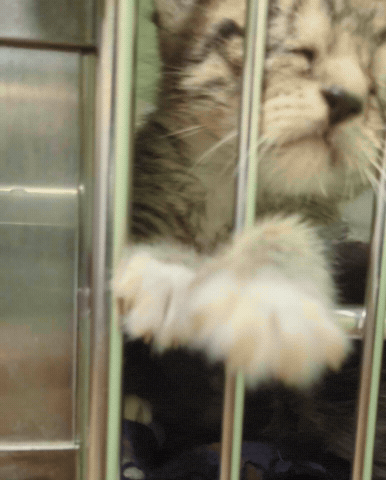 Let Me In Baby GIF