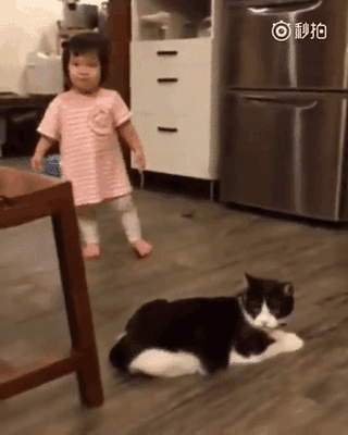 Cat Slap GIF - Find & Share on GIPHY