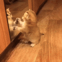 cute cat GIF