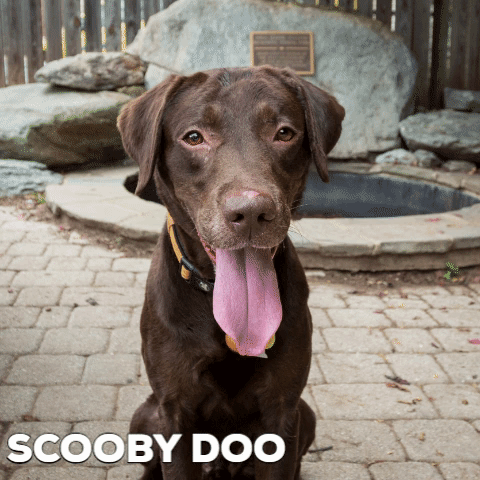 Dog Adopt GIF by Humane Rescue Alliance