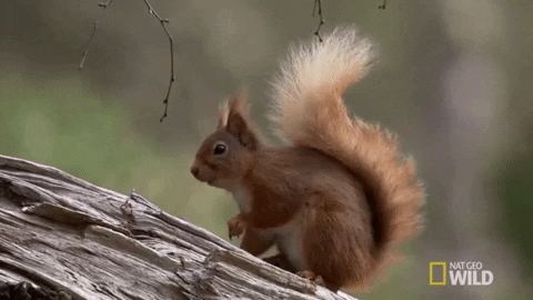 National Geographic Squirrel GIF by Nat Geo Wild - Find & Share on GIPHY