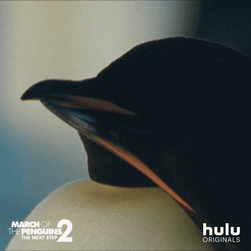 march of the penguins penguin GIF by HULU