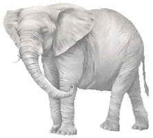 Animated Sticker