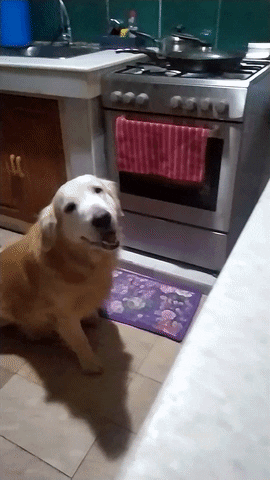 Biikthor GIF