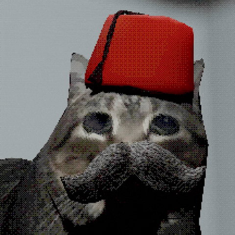 Cat Turkish GIF