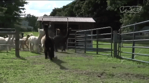 Stampede Alpaca GIF by VICE Media Spain - Find & Share on GIPHY