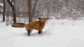 Fox Snow GIF