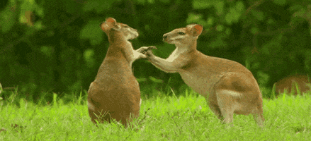 kangaroo GIF