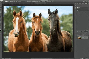 Photoshop Adobe GIF by Mashable