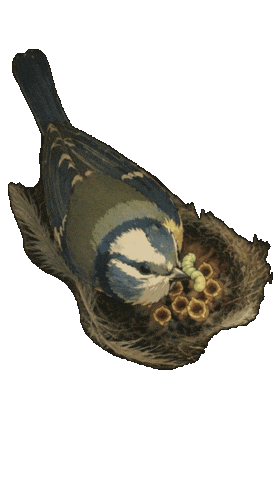 Bird Chick Sticker by mahoniemoni