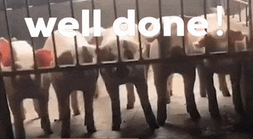 Well Done Pigs GIF by Likee US