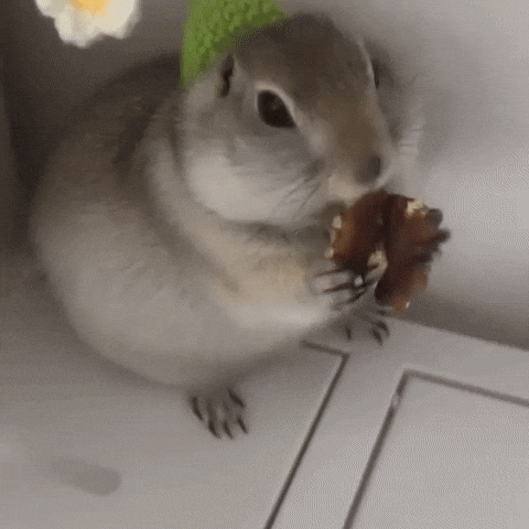 Prairie Dog Flower GIF