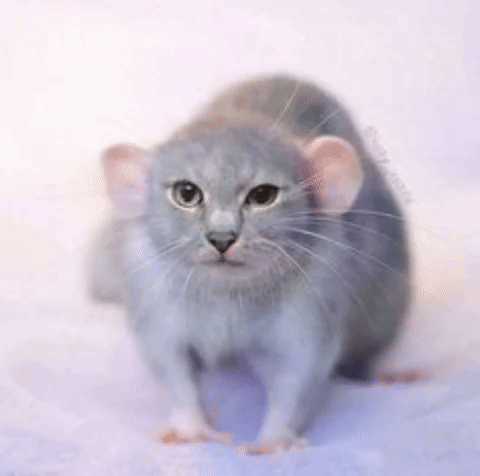 Cat Mouse GIF