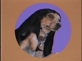Video gif. A speckled dog wearing a wig of medium-length black hair holds up its paw. A hand comes from off-screen to shake it. Text, "Nice to meet ya!"