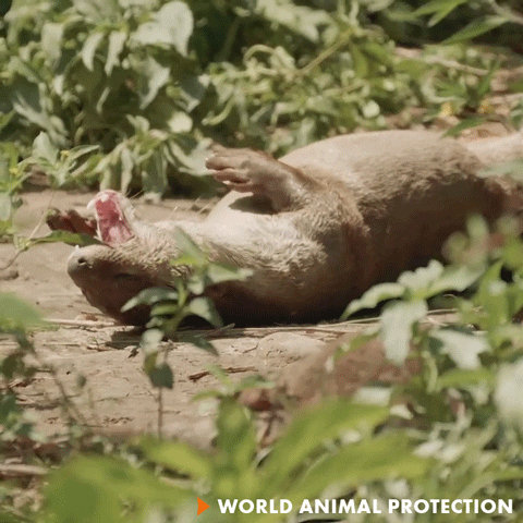 Otter No GIF by World Animal Protection