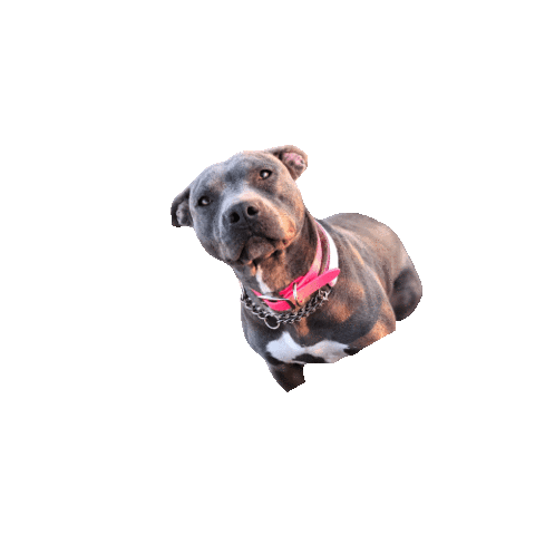 The Love Pit Rescue Sticker
