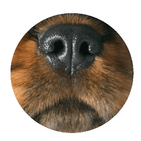 Panacea Vets Sticker