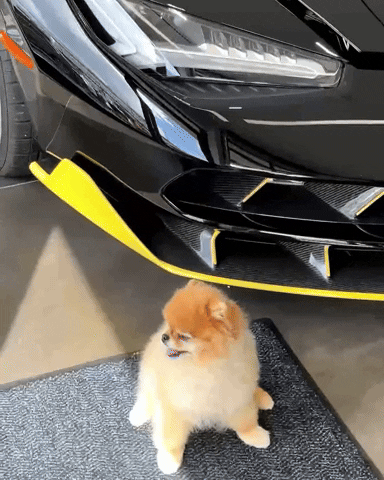 Super Car Pomeranian GIF