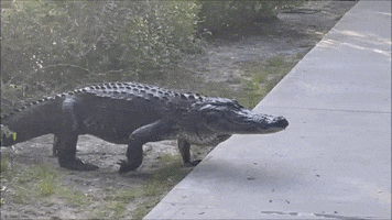 Funny Animals Alligator GIF by Storyful