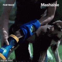 Break-stick GIFs - Get the best GIF on GIPHY