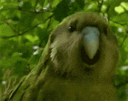 Parrot Gifs Get The Best Gif On Giphy