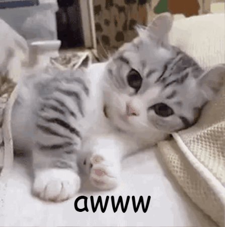 Cat GIF