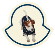 Dog Jackrussel Sticker by Moncler