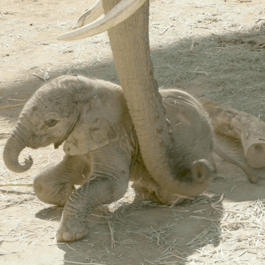 Happy Wake Up GIF by San Diego Zoo Wildlife Alliance