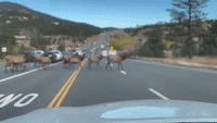 Oh Deer: Herd of Elk Hold Up Traffic on Colorado Highway