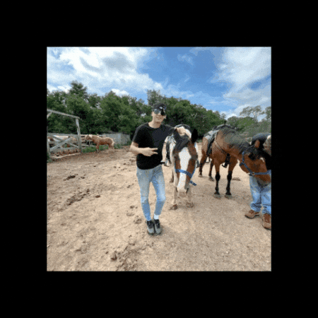 Horse Horsing Around GIF