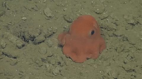 Octopus GIF - Find & Share on GIPHY