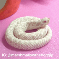 Cute-snake GIFs - Get the best GIF on GIPHY