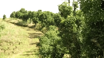 Chimarrao Nexjor GIF