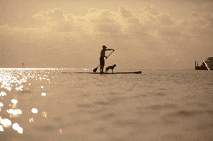 YOLO Board GIF