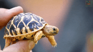 Tiny Tim Tortoise GIF by Storyful