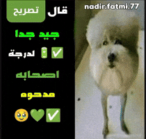 Arabic Memes GIF