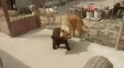 giphy.gif