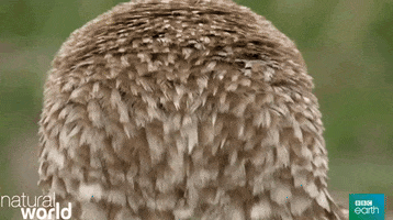 Skushch-Gifs GIF