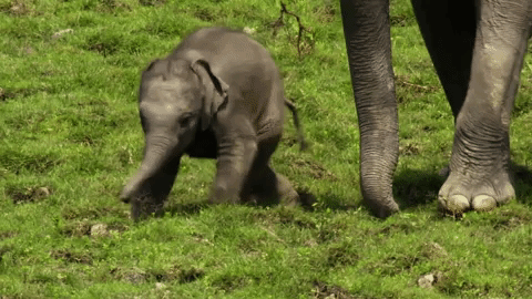 symphony for our world GIF by Nat Geo Wild
