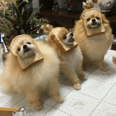Loaf Of Bread Pomeranian GIF by Rover.com - Find & Share on GIPHY
