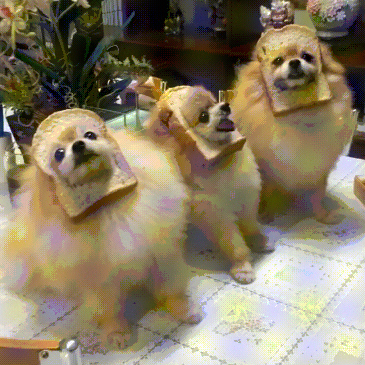 Dog Loaf Gifs Get The Best Gif On Giphy