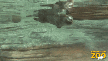 Swim Otter GIF by Brookfield Zoo