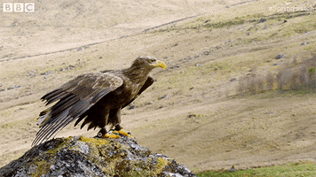 take off fly GIF by BBC Earth