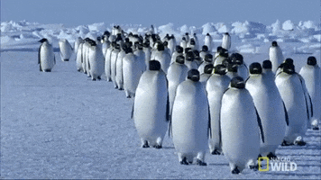 Emperor Penguin GIFs - Get the best GIF on GIPHY