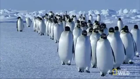 Emperor Penguin Walking GIF by Nat Geo Wild